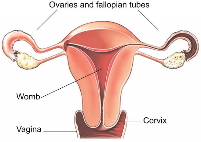 Vaginal Hysterectomy